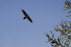 Derborence_faune-flore_YM_00-scaled.jpg